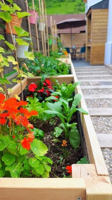 Le Physalis Gite Tout Confort Orbey Εξωτερικό φωτογραφία